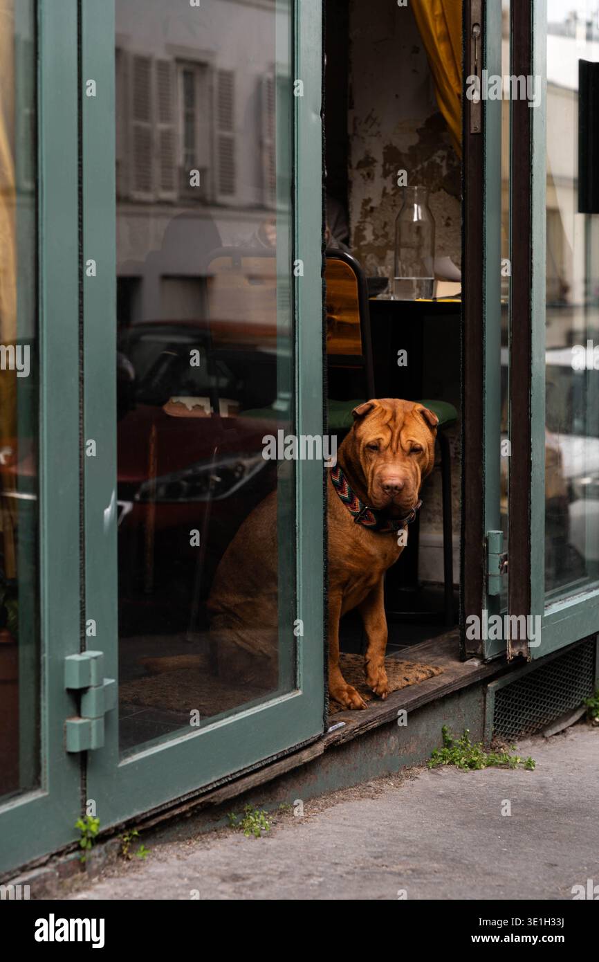 Shar Pei cane seduto all'ingresso di un accogliente caffè, a guardare la strada. Il viso increspato e il colletto colorato creano un fascino urbano con un tocco caldo Foto Stock