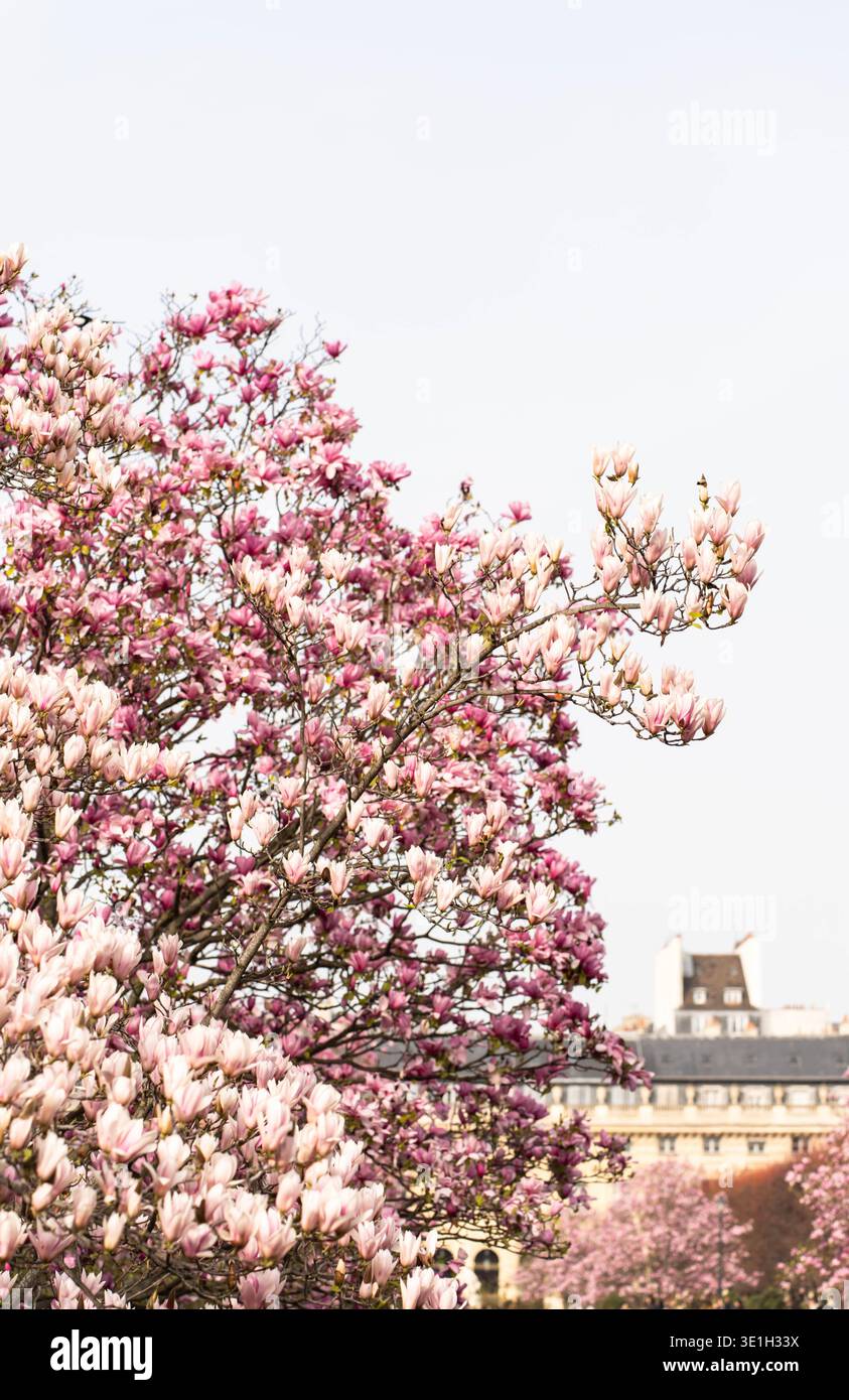 Albero di magnolia rosa in fiore in primavera con petali morbidi su un cielo pallido e architettura classica parigina sullo sfondo. Romantica natura urbana Foto Stock