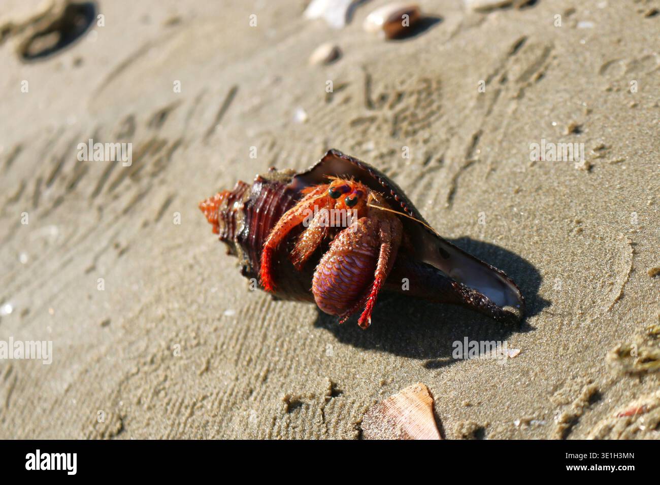 Hermit Crab emerge da Shell a Sandy Beach Foto Stock