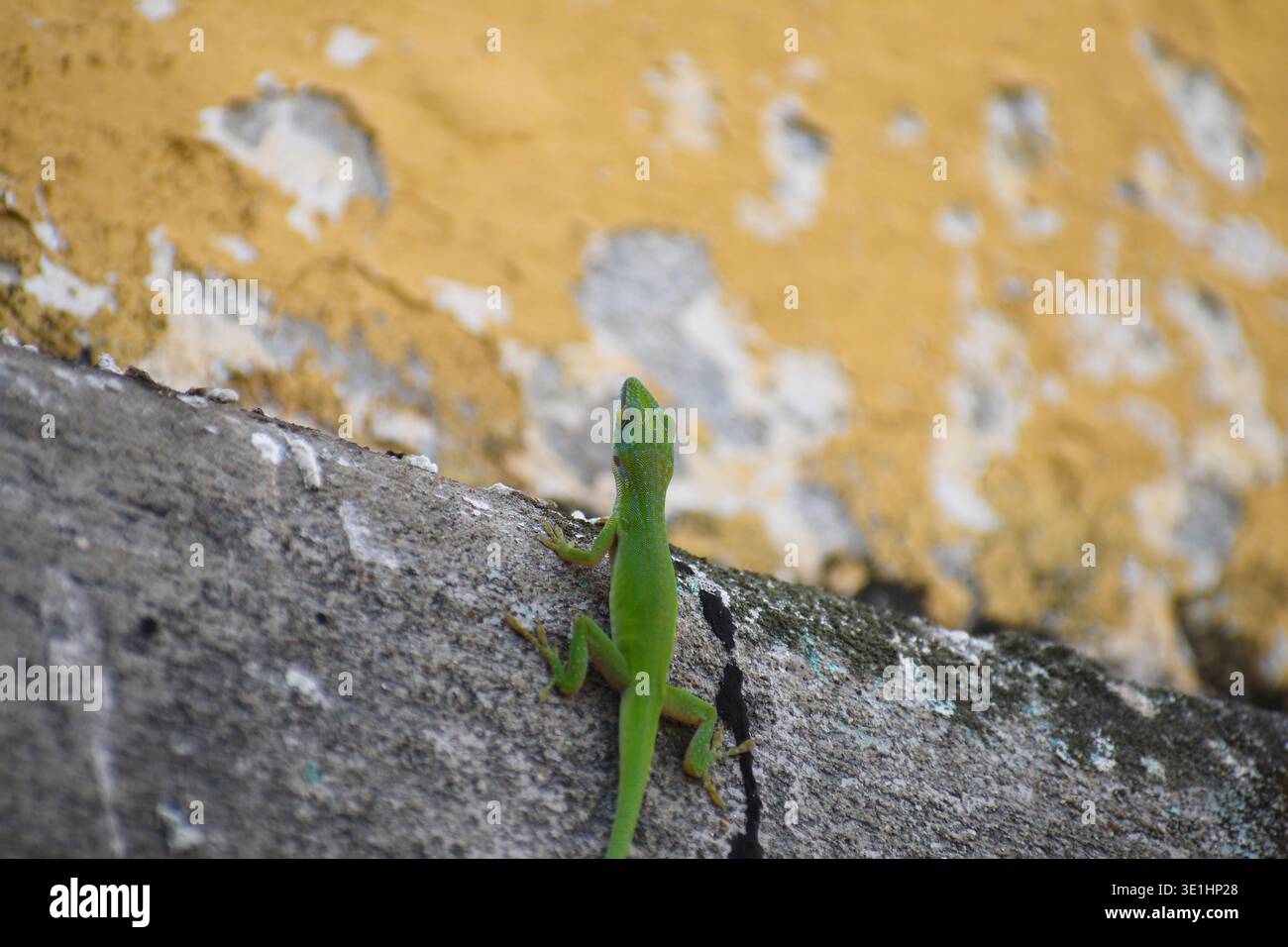Un anolo verde brillante (Anolis carolinensis) si fa strada attraverso una sporgenza di cemento intemprata, il suo colore vivido crea un contrasto sorprendente con un Foto Stock