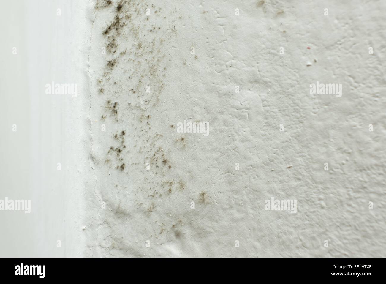 Muffa nera e muffa crescono sull'angolo bianco della parete Foto Stock