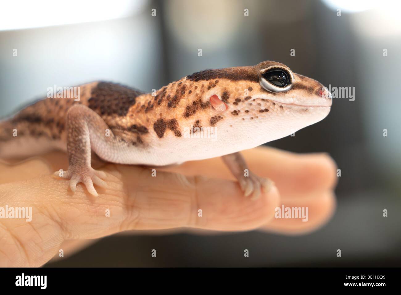 Simpatici Geckos leopardo (Eublepharis Macularius) su sfondo sfocato Foto Stock