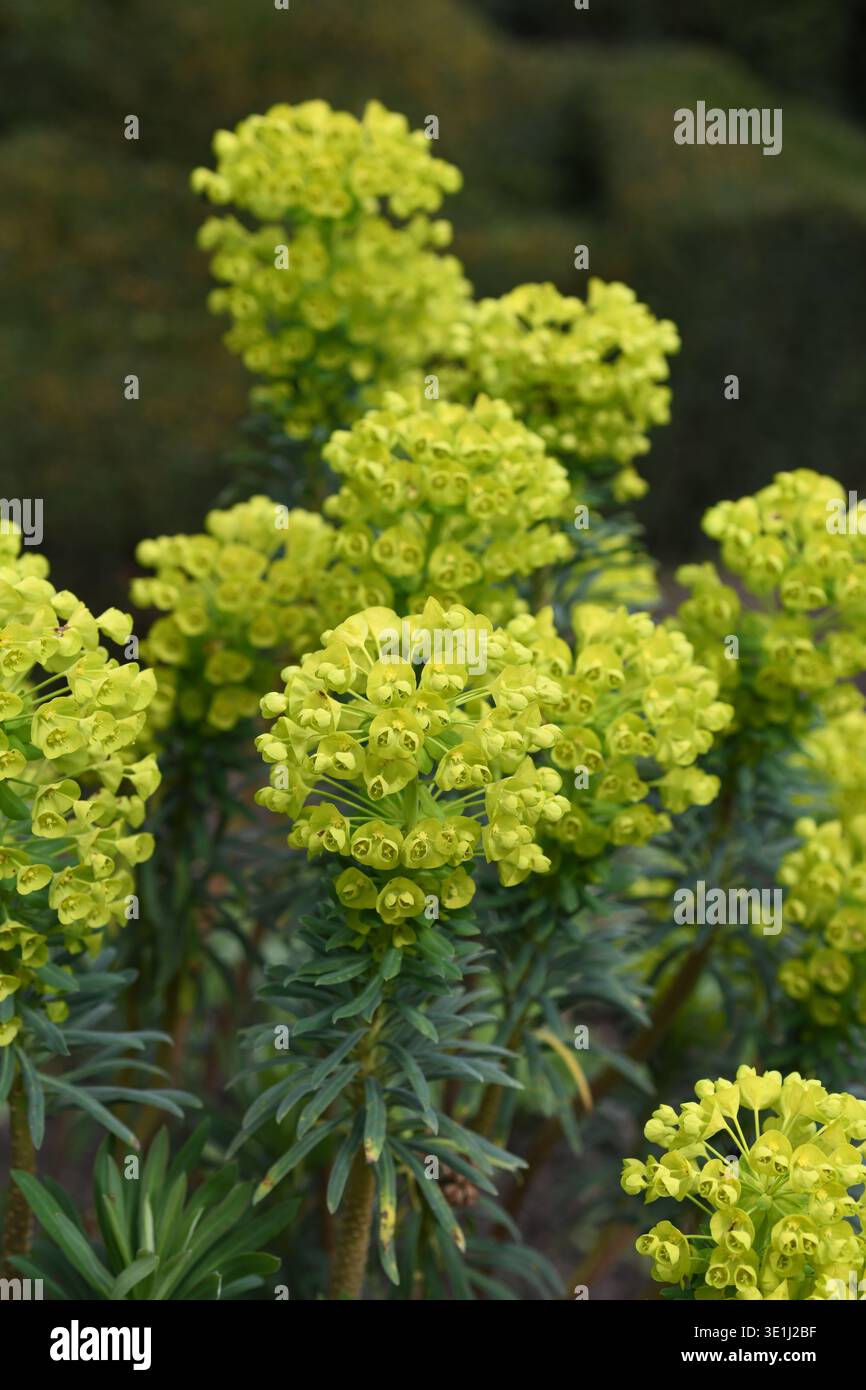 Euphorbia in primavera Foto Stock