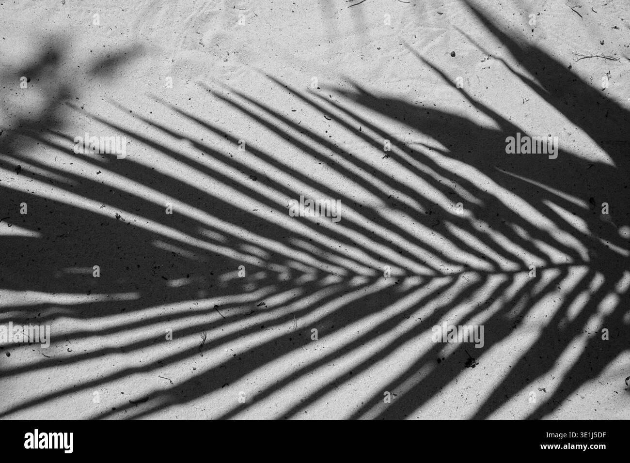 Le ombre fronde di palma si estendono su una superficie sabbiosa alla luce del sole formando un motivo astratto lineare all'esterno Foto Stock
