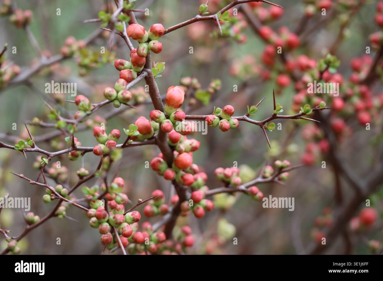 Le fragili bellezze attendono il loro risveglio Foto Stock