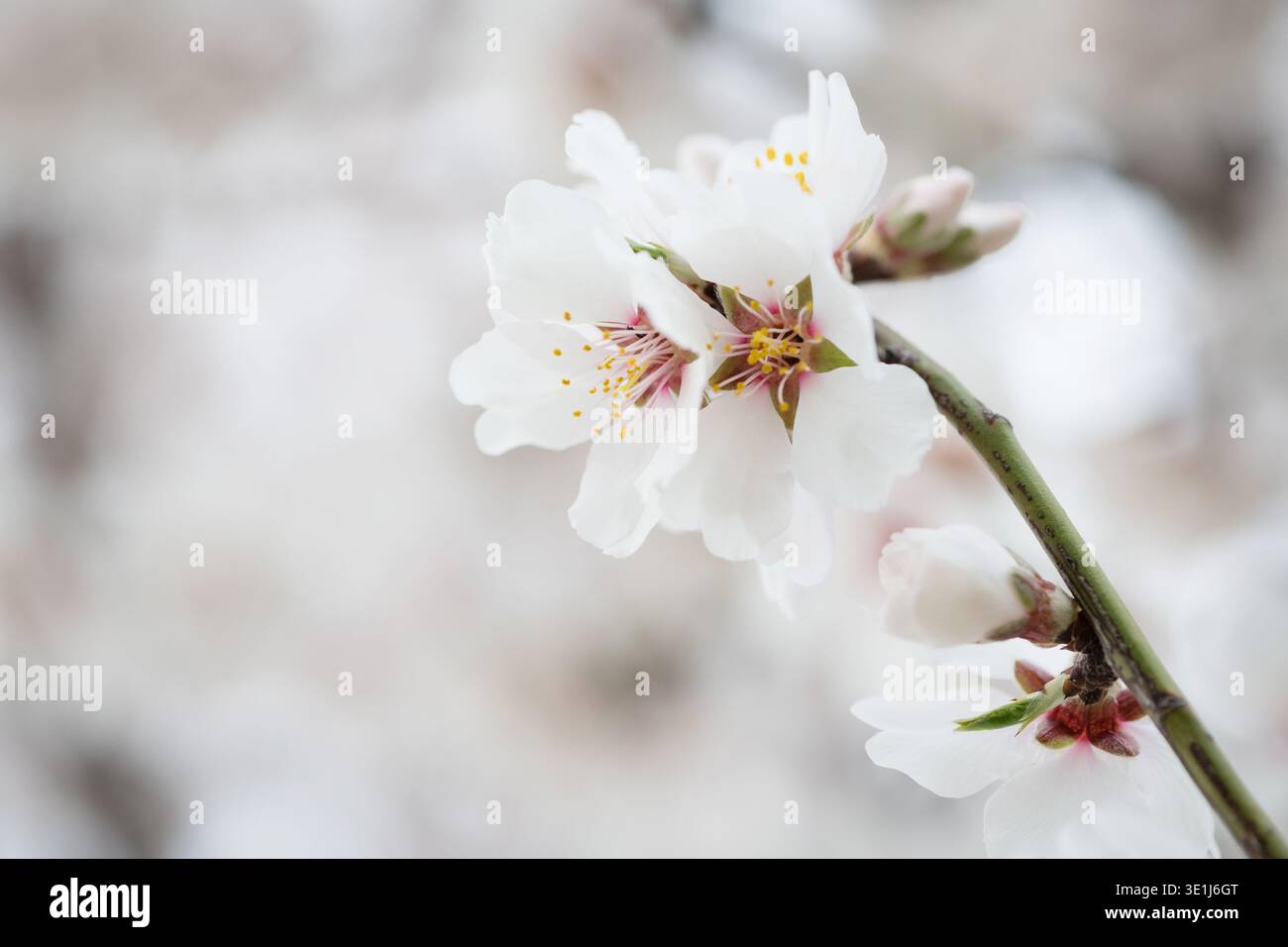 Un delicato primo piano di fiori di mandorlo (Prunus dulcis) in piena fioritura. Dettagli dei petali bianchi, degli stami gialli e dei centri rosa. Foto Stock