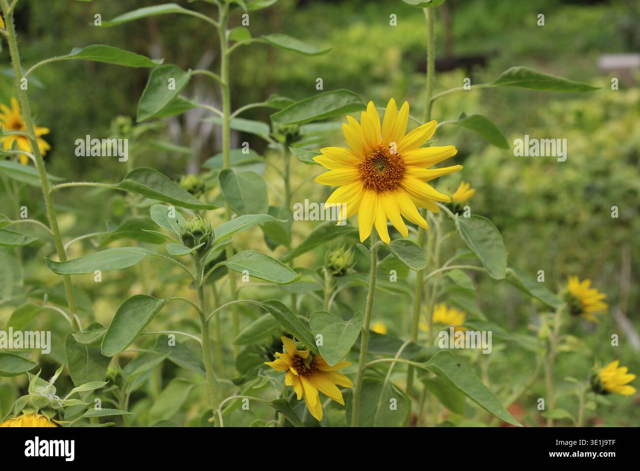 Girasole gialle che fioriscono su piante con foglie verdi in un ambiente naturale con sfondo morbido Foto Stock