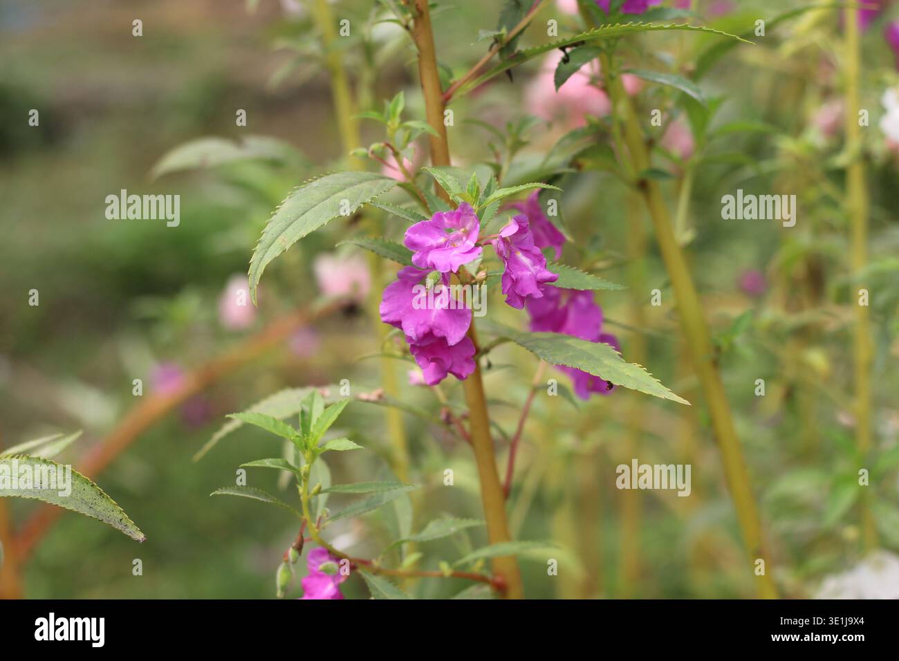 Fiori di giardino viola che fioriscono sulla pianta con foglie verdi in un ambiente naturale all'aperto con un morbido sfondo sfocato Foto Stock