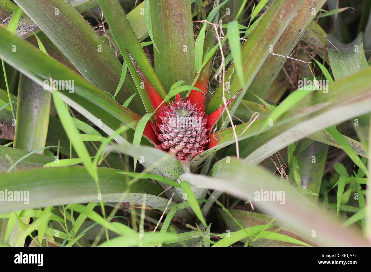 Giovane frutto di ananas che cresce su piante con foglie verdi in un ambiente naturale Foto Stock