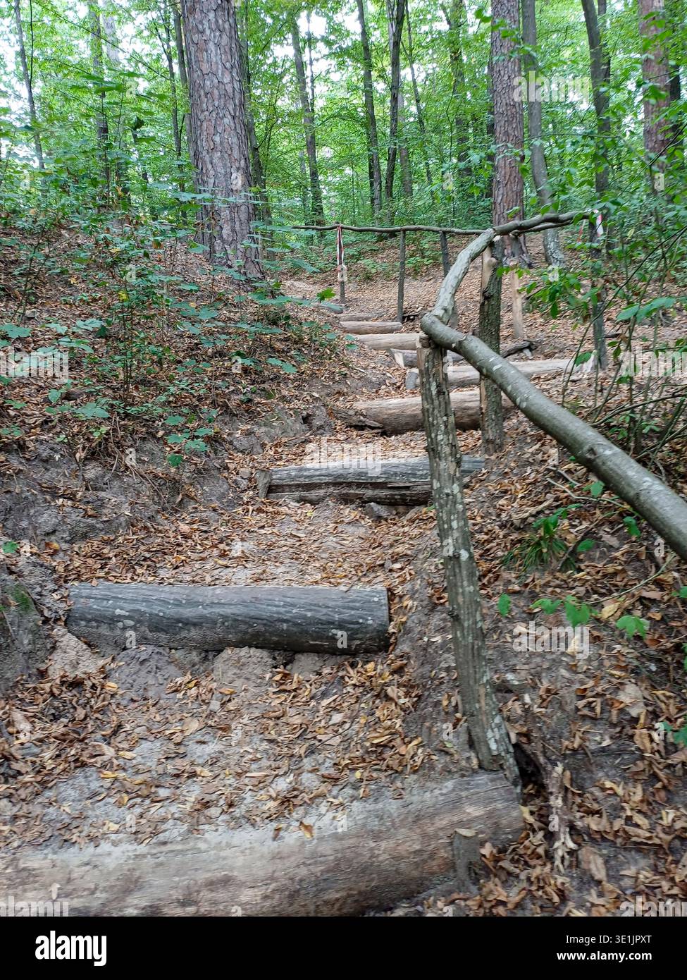 Pendio verde ricoperto di foglie l'anno scorso. Le tortuose scale in legno fatte a mano con enormi gradini scendono dalla collina, rossiccio in legno di distesa Foto Stock