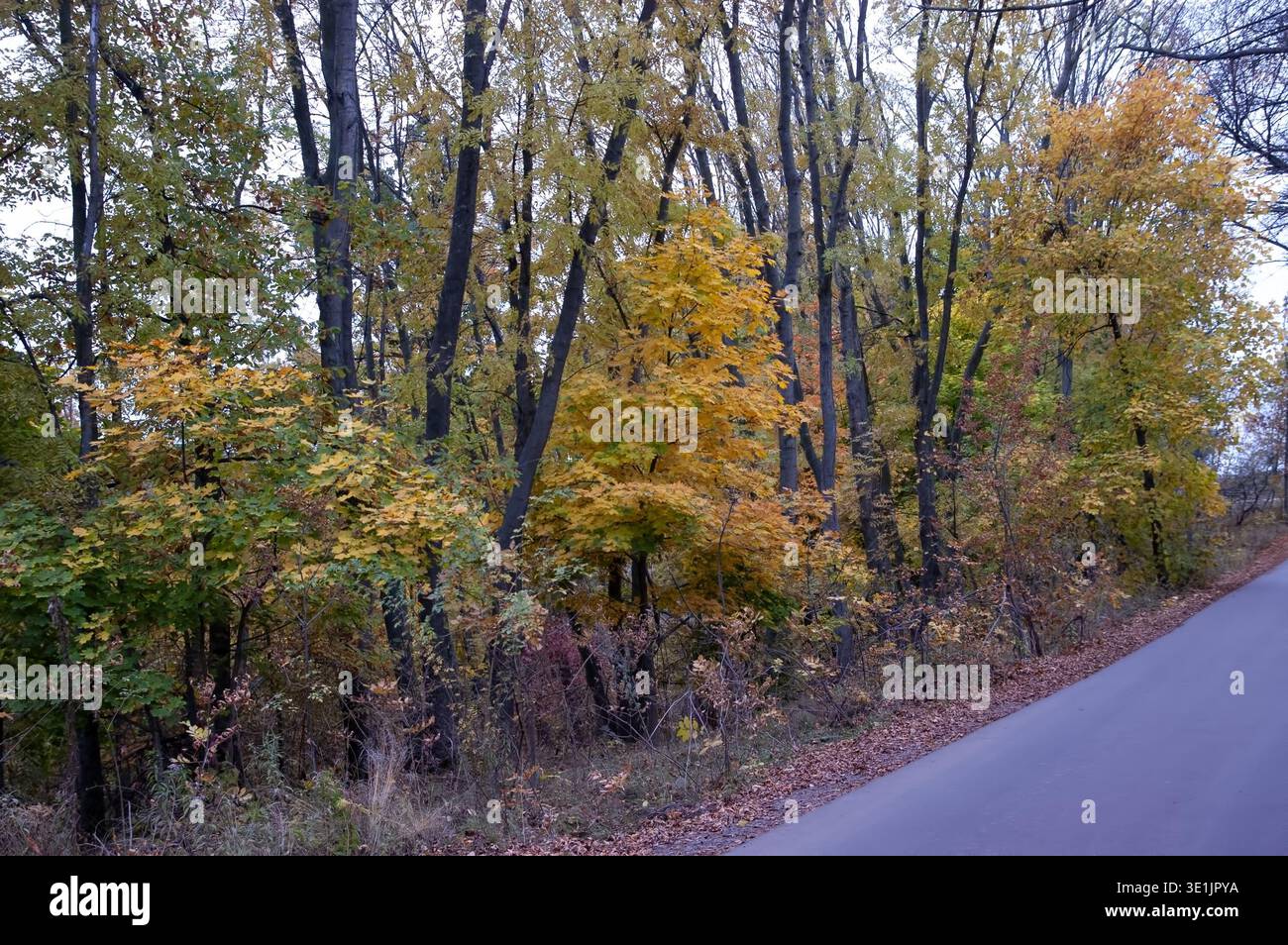 Foresta autunnale lungo la strada asfaltata che corre diagonalmente. Sono visibili solo il lato sinistro della strada e una striscia di marciapiede, il lato destro della strada rimane ou Foto Stock