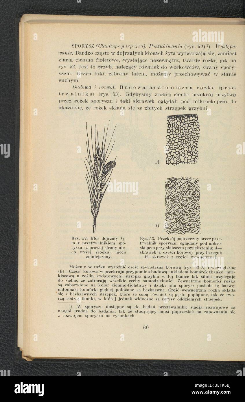 January Koodziejczyk (1890–1959) è stato un botanico polacco noto per le sue ricerche sulle piante spore. La sua pubblicazione del 1932 'Botanika. CZ. 2, Rosliny zarodnikowe' è un lavoro fondamentale nel campo della botanica, concentrandosi sulle piante che si riproducono attraverso le spore. Questa fotografia di archivio contiene i dettagli fisici e il frontespizio del libro. Foto Stock