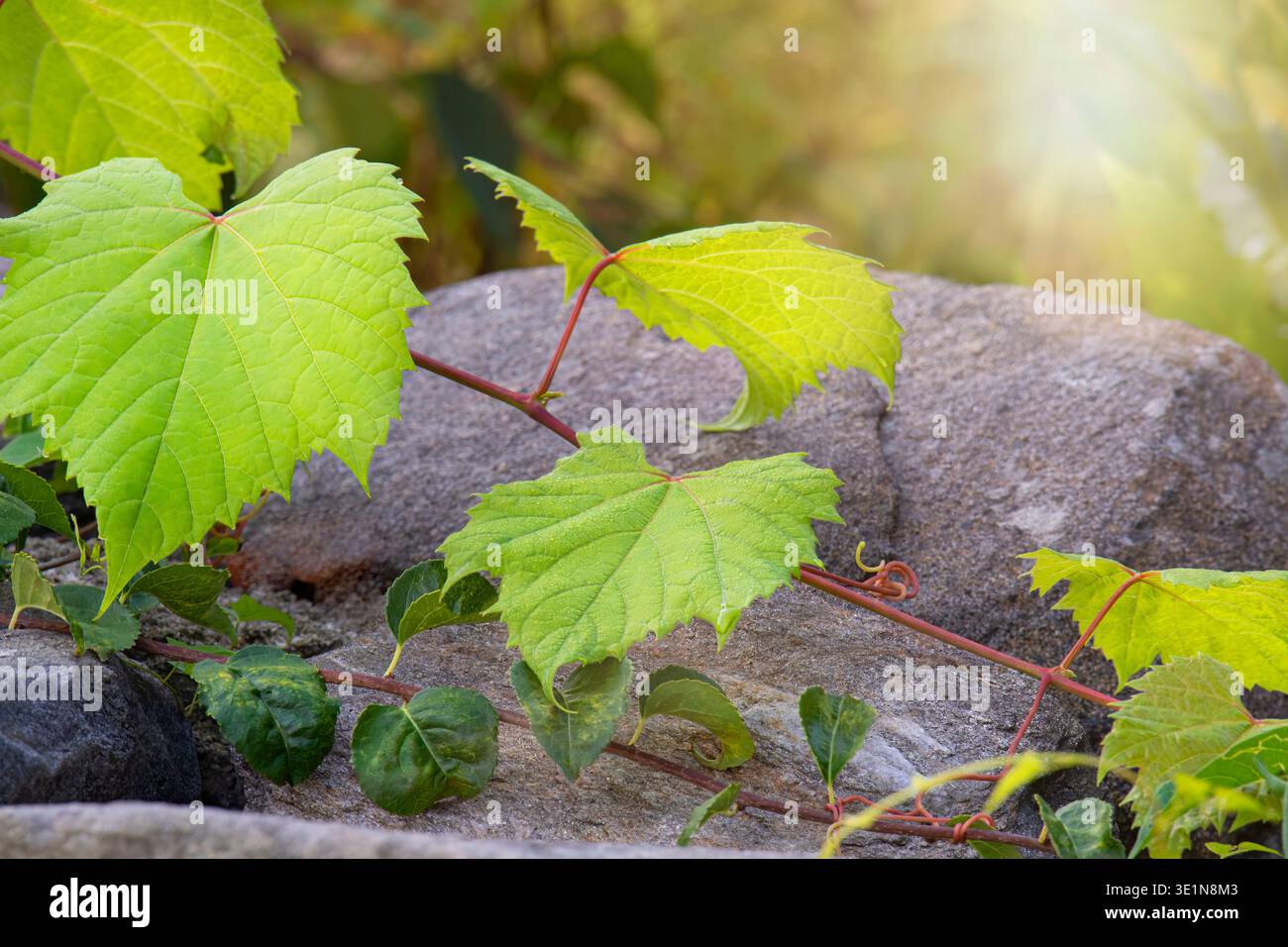 La Grapevine sulle rive del fiume cresce su un Boulder Foto Stock
