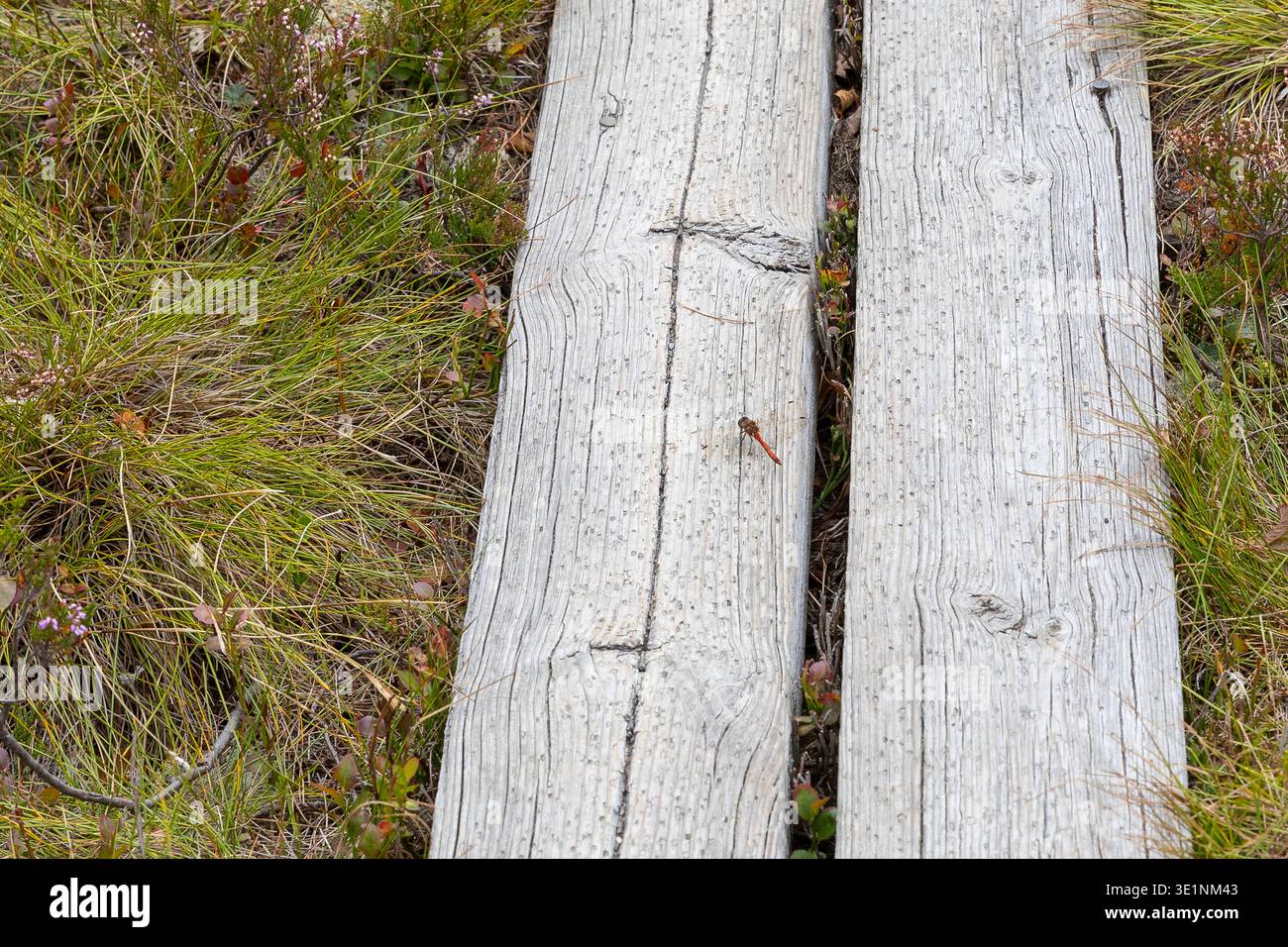 eine rote libelle odonata sitzt auf dem Holzweg durch das Hochmor, Nationalpark Store mosse, Jönköpings län, Schweden *** una libellula rossa odonata sitt Foto Stock