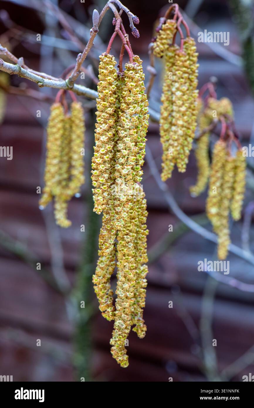 Nocciola mangia fiori maschili di nocciola comune (Corylus avellana) che cresce all'inizio della primavera in campagna. Foto Stock