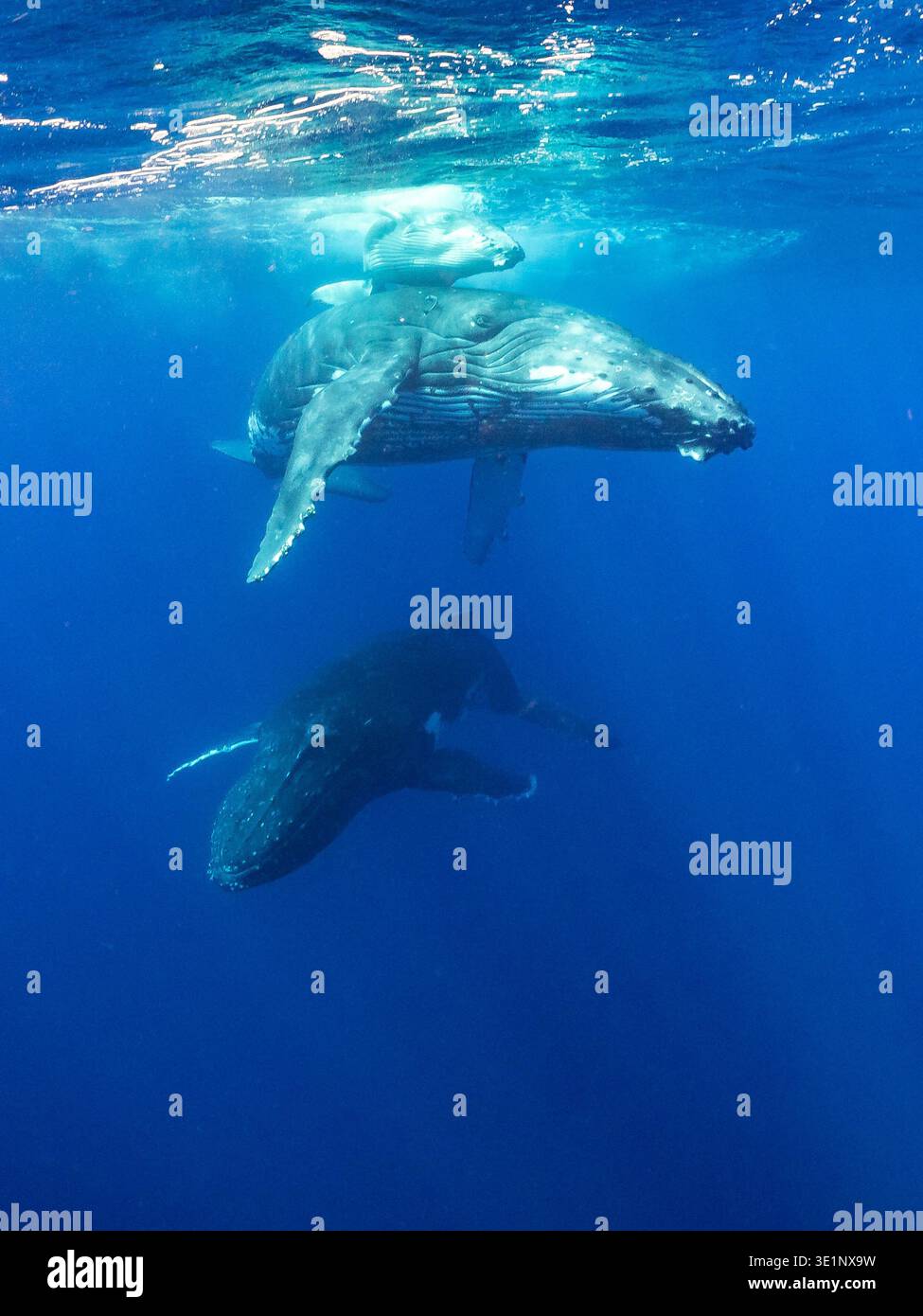 Una megattere madre e il suo vitello nuotano nelle acque cristalline dell'oceano. Foto Stock
