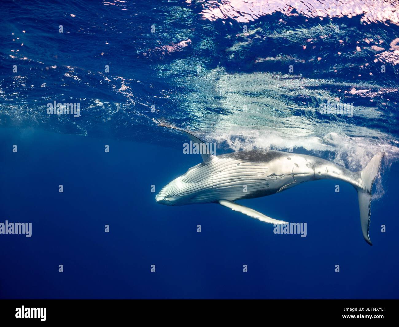 Una megattere nuota vicino alla superficie dell'oceano blu profondo, il suo corpo illuminato dalla luce solare che filtra attraverso l'acqua. Foto Stock