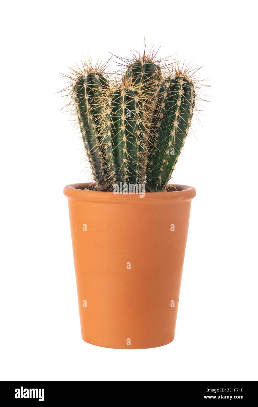 Pianta di cactus in vaso isolata su sfondo bianco in pentola di terracotta Foto Stock
