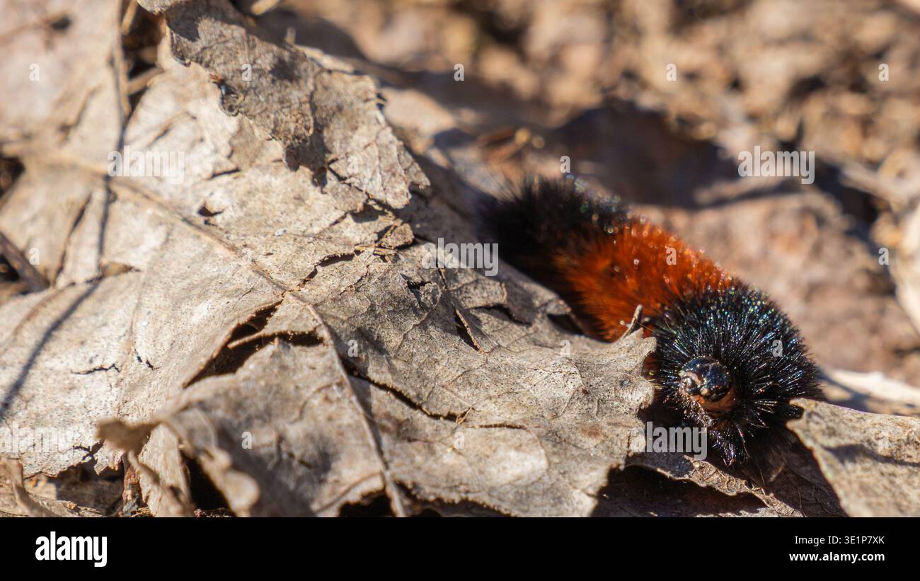 Colpo di stato dettagliato di bruco di orso lanoso (Pyrrharctia isabella) che strisciano tra le vecchie foglie morte all'inizio della primavera Foto Stock