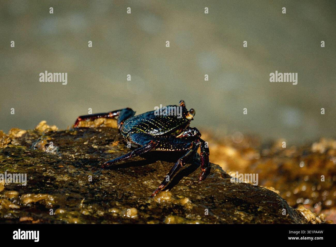 Granchio a terra. Roccia lavica soleggiata con granchio solitario. Primo piano del granchio su un paesaggio intertidale robusto Foto Stock
