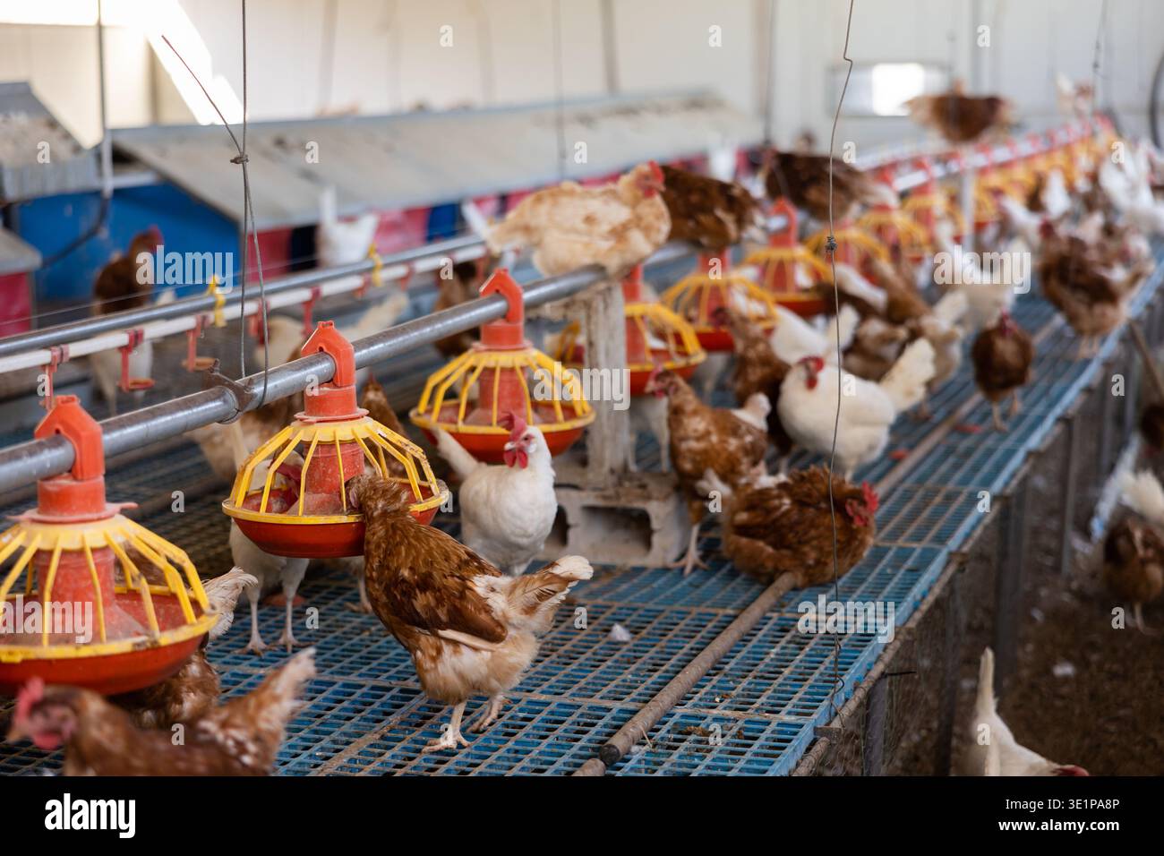 Polli marroni e bianchi che camminano e mangiano nel henhouse Foto Stock
