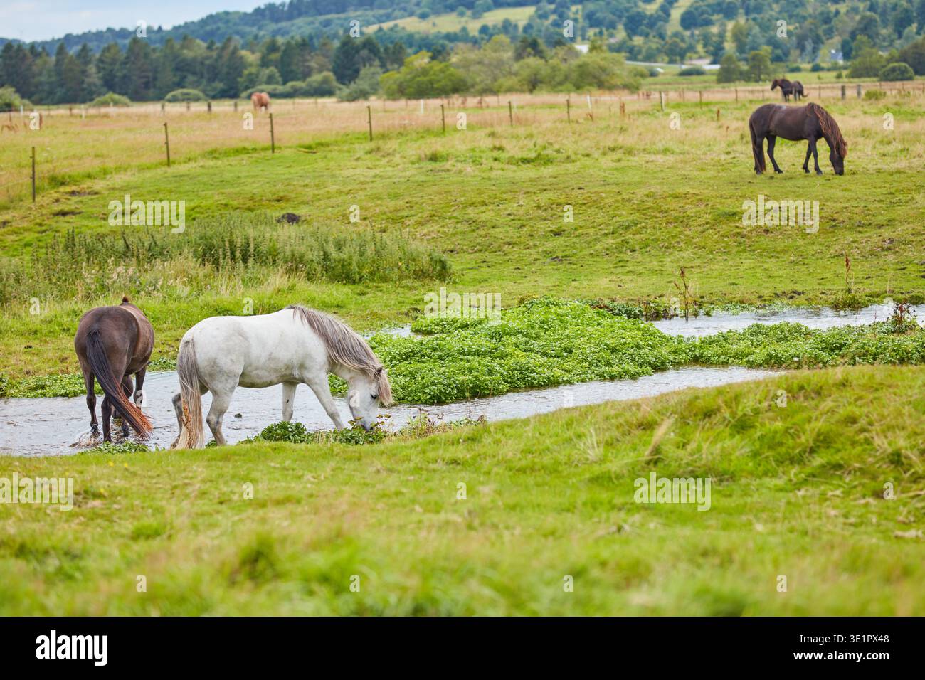 Erba, fattoria e cavalli in campagna con acqua, bestiame e pascolo con mandrie per l'agricoltura. Bevi, equini e animali al campo del ranch con Foto Stock