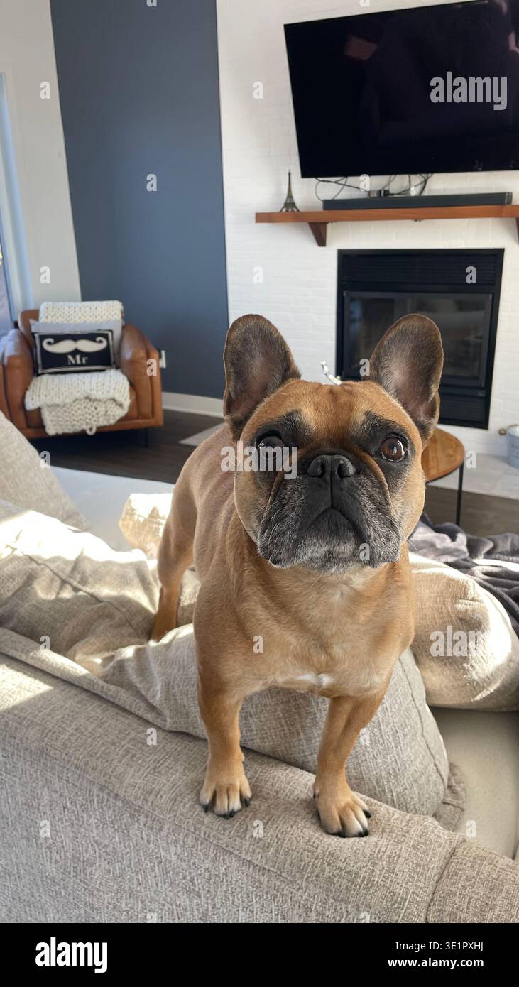 Curioso Bulldog francese in piedi su un divano in un salotto moderno, che guarda direttamente la macchina fotografica con luce naturale e accogliente stile di vita domestico - Immagine stock catturata con smartphone