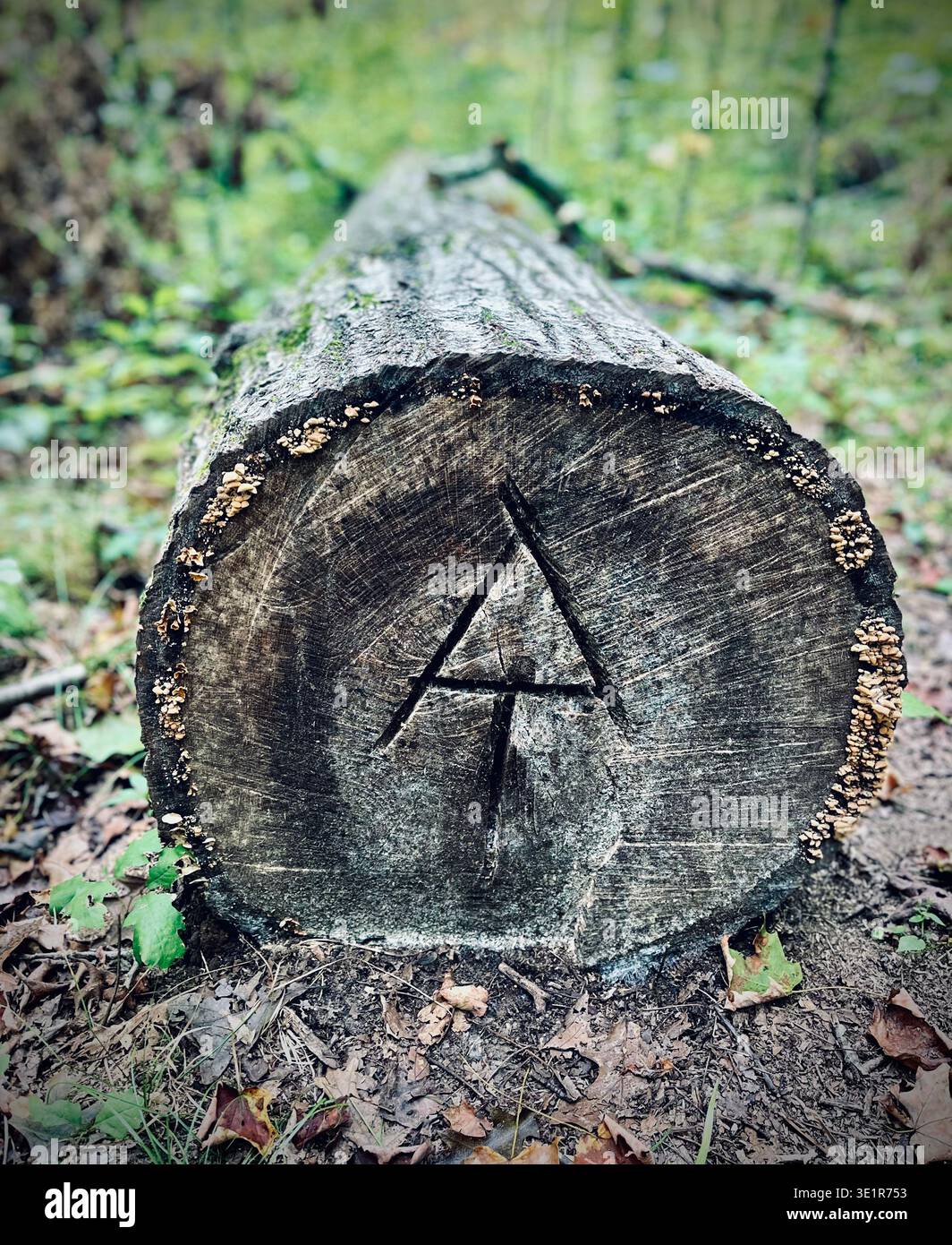Iniziali del sentiero degli Appalachi incise su un ceppo di legno Foto Stock