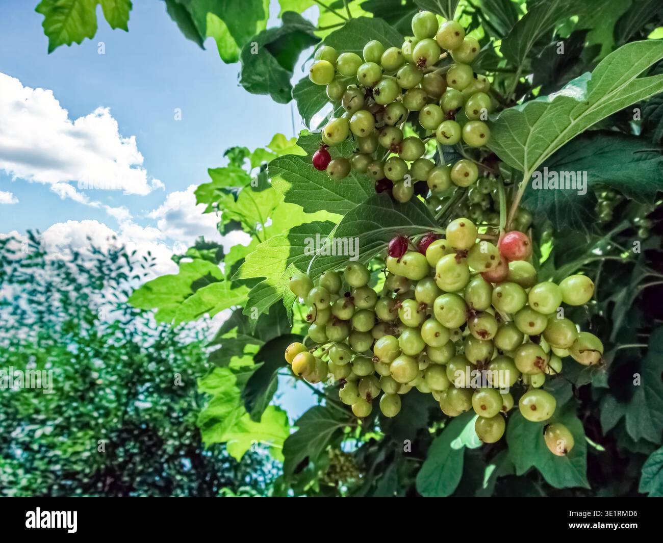 Un grosso gruppo di bacche verdi di Viburnum (Guelder-Rose) in via di sviluppo è appeso a un ramo frondoso, ben delineato su un cielo azzurro e nuvoloso Foto Stock