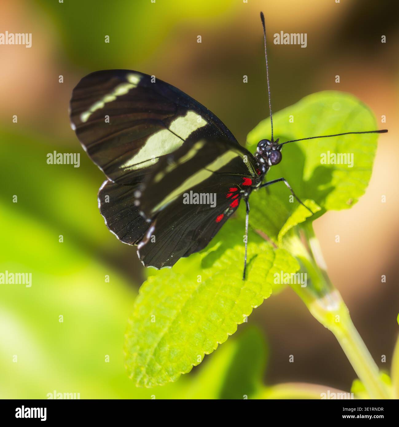 Farfalla nera appoggiata su una vibrante foglia verde con luce naturale e sfondo morbido, che mette in risalto delicati dettagli delle ali. Foto Stock