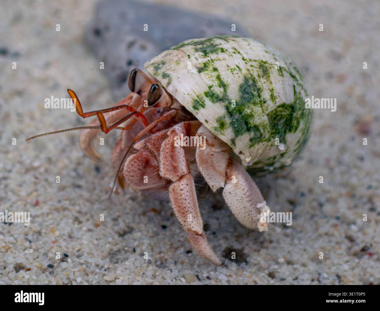Primo piano di granchi eremiti con conchiglie verdastre sulla spiaggia sabbiosa di Raja Ampat, Indonesia, che mostra occhi, antenne e gambe dettagliati. Foto Stock