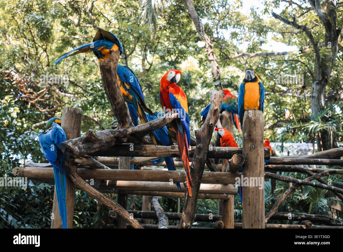 Gruppo di pappagalli selvatici Ara, Ara macao e ibridi di Scarlet Macaw e grande Macaw verde, foto ritratto di pappagalli amazzonici colorati in gruppo, Foto Stock