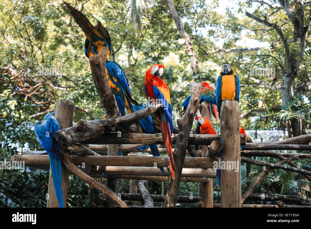 Gruppo di pappagalli selvatici Ara, Ara macao e ibridi di Scarlet Macaw e grande Macaw verde, foto ritratto di pappagalli amazzonici colorati in gruppo, Foto Stock