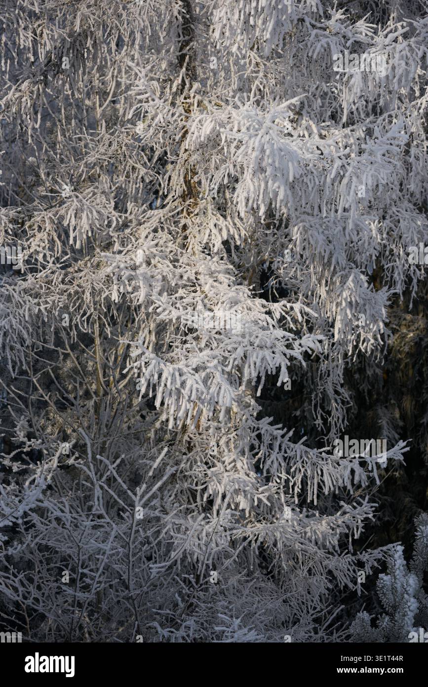 Vista dettagliata dei rami di abete rosso ricoperti di gelo e neve fresca in una tranquilla foresta invernale. La texture invernale naturale e la luce soffusa creano un tocco Foto Stock