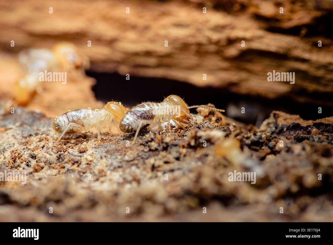 Termiti che strizzano il legno decaduto, primo piano della colonia di lavoratori che causa danni strutturali e rischio di infestazione domestica, macro dettaglio. Fotografia, niente generativa Foto Stock