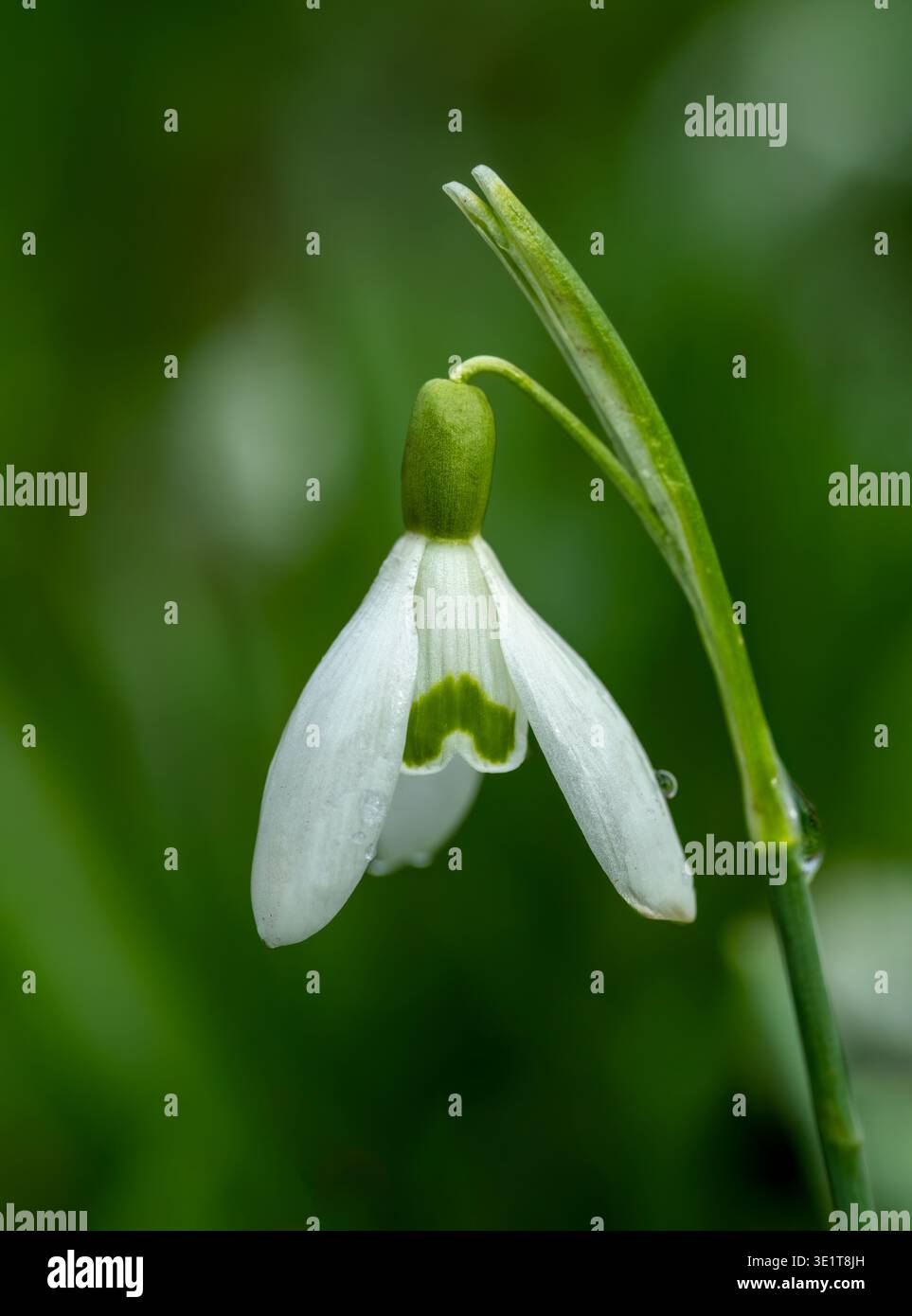Primo piano di un singolo fiore di Snowdrop, (Galanthus nivalis) isolato contro uno sfondo sfocato Foto Stock