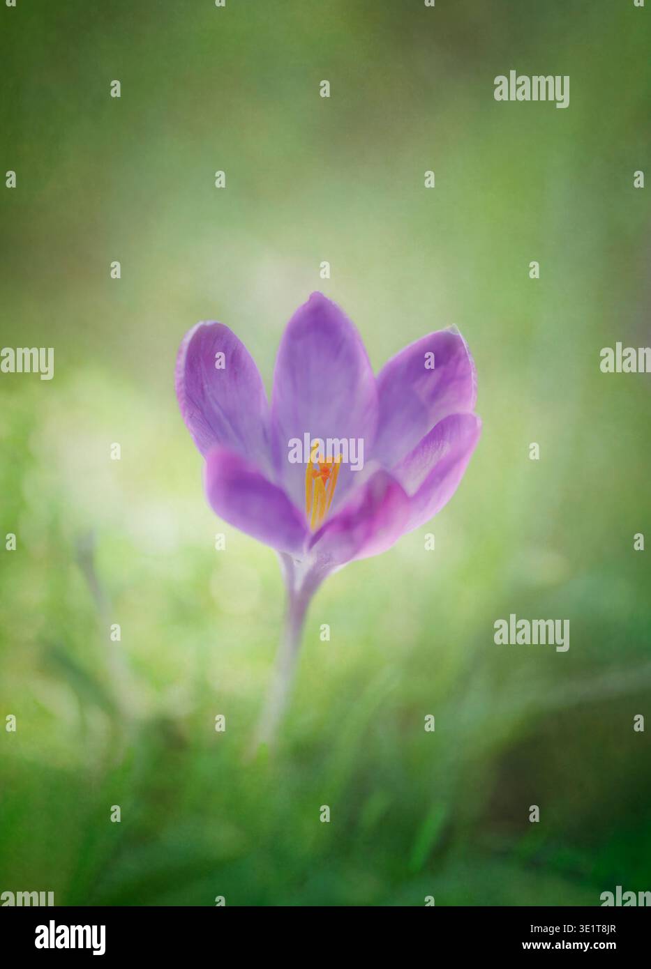 Una fotografia artistica di un solitario fiore di Crocus viola, annidato tra l'erba Foto Stock