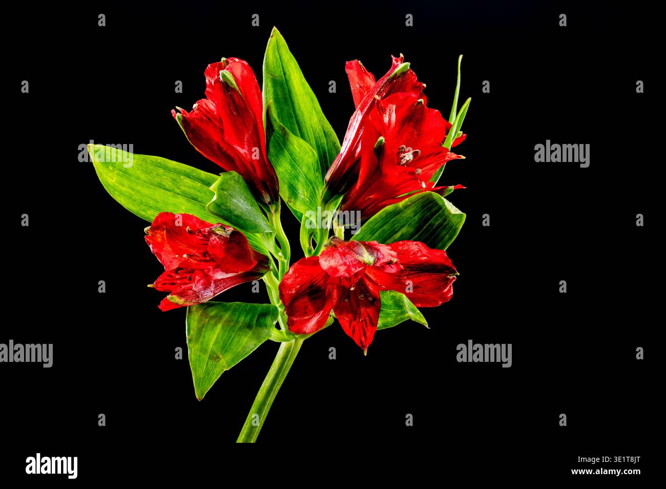 Un gruppo di fiori rossi dell'Alstroemeria, fotografati su un semplice sfondo nero Foto Stock