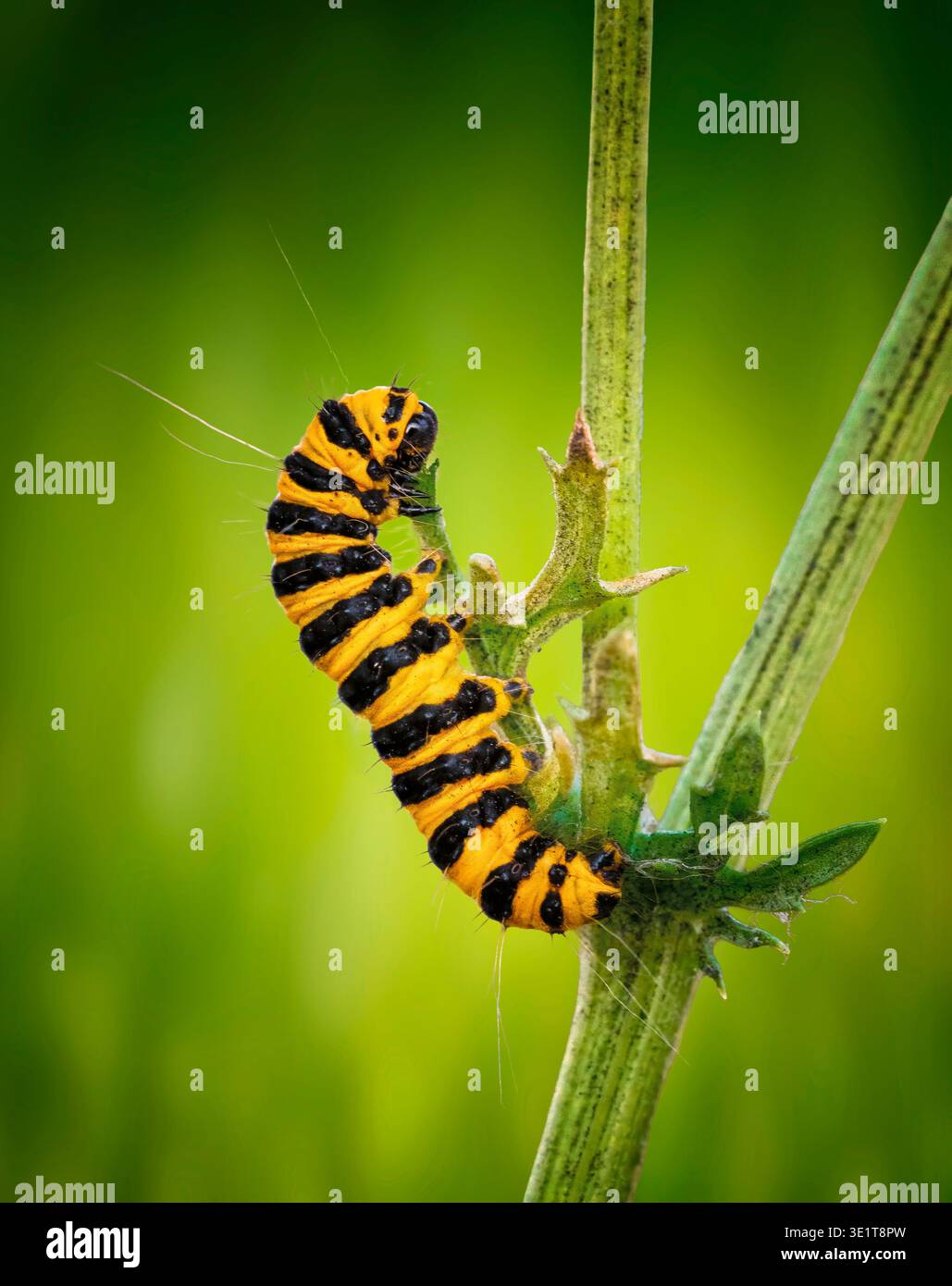 Il caratteristico bruco a strisce nere e gialle del bellissimo Cinnabar Moth, (Tyria jacobaeae), che si nutre di ragwort Foto Stock
