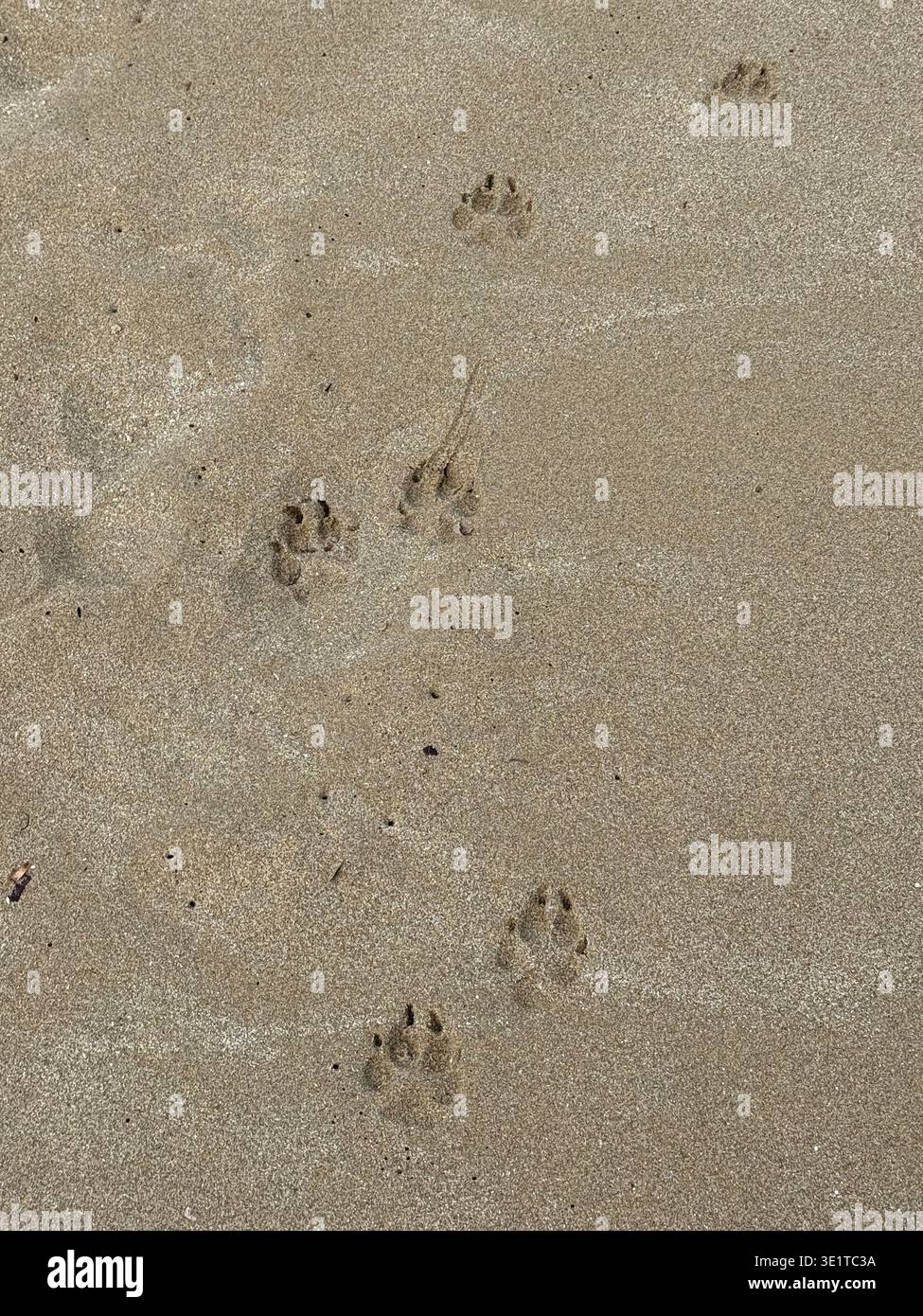 La zampa di cane stampa sulla spiaggia di sabbia creando un motivo naturale, adatto per lo sfondo e le texture. Foto mobile Foto Stock