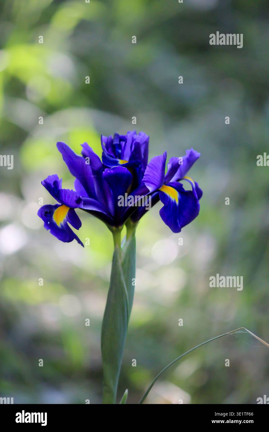 Iris hollandica olandese in fiore nel giardino primaverile Foto Stock