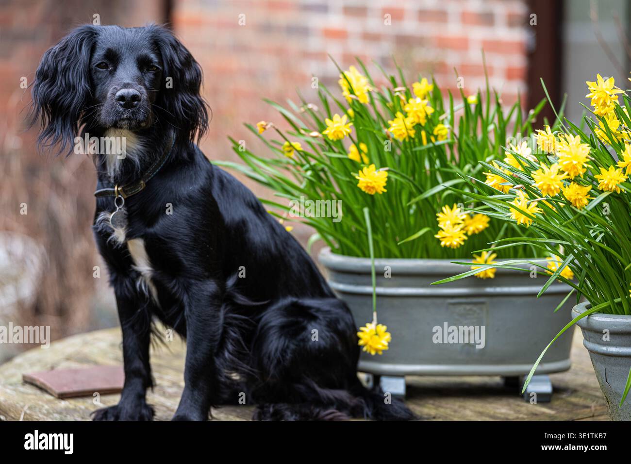 Lyra con i narcisi. Un "germoglio" nero, un incrocio tra uno spaniel cocker e uno spaniel springer, fuori con i fiori primaverili, Hampshire, Regno Unito Foto Stock