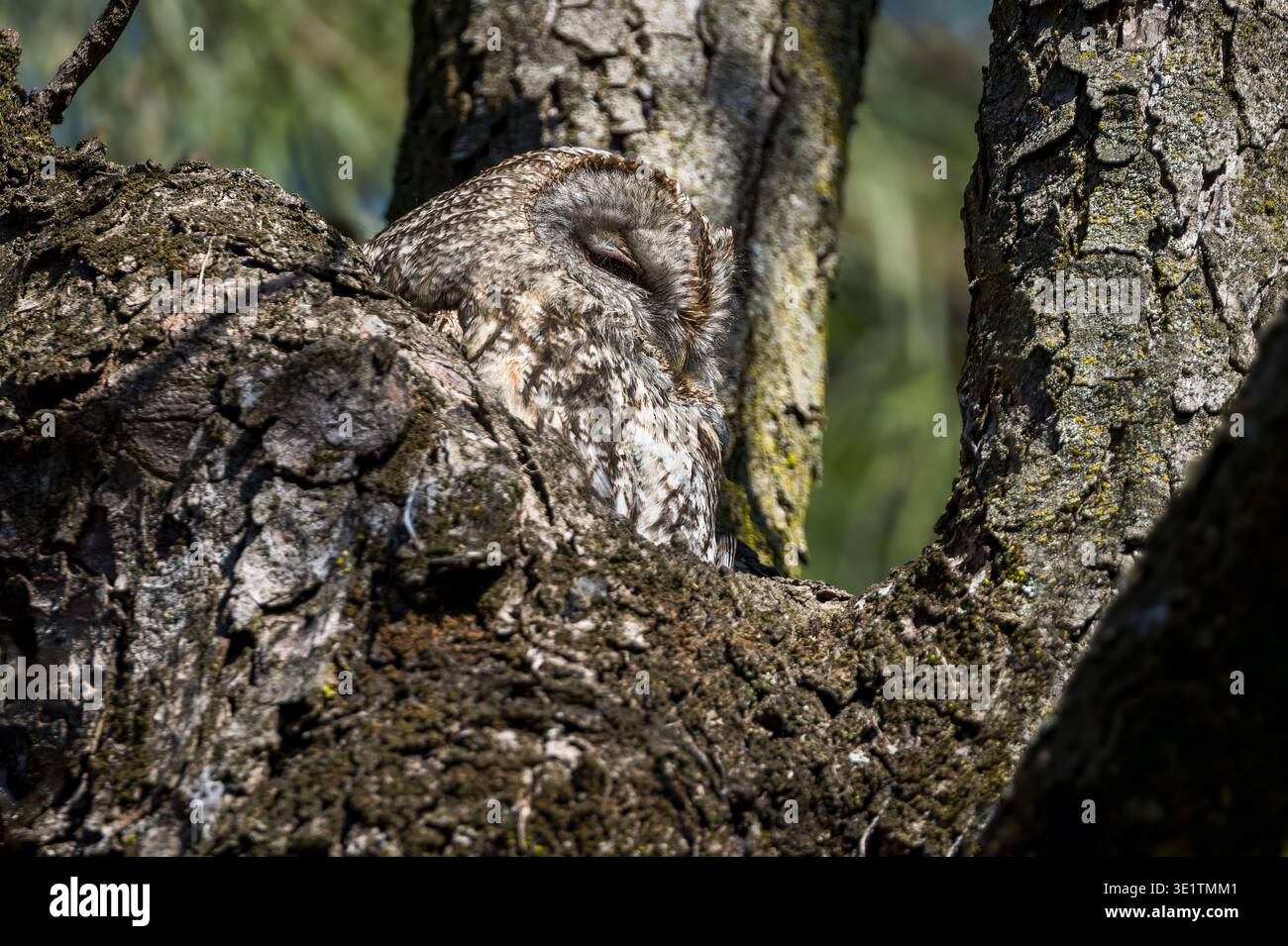 Gufo di Tawny (Strix aluco) che sbuca dal suo buco nel tronco dell'albero, Italia Foto Stock