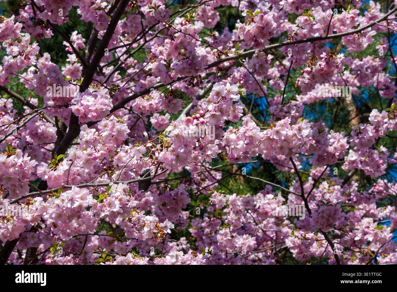 La cornice è ricoperta da fitti ammassi di fiori di ciliegio rosa tenue con petali arricciati. I rami scuri si intrecciano attraverso i fiori mentre gli aghi sempreverdi e il br Foto Stock
