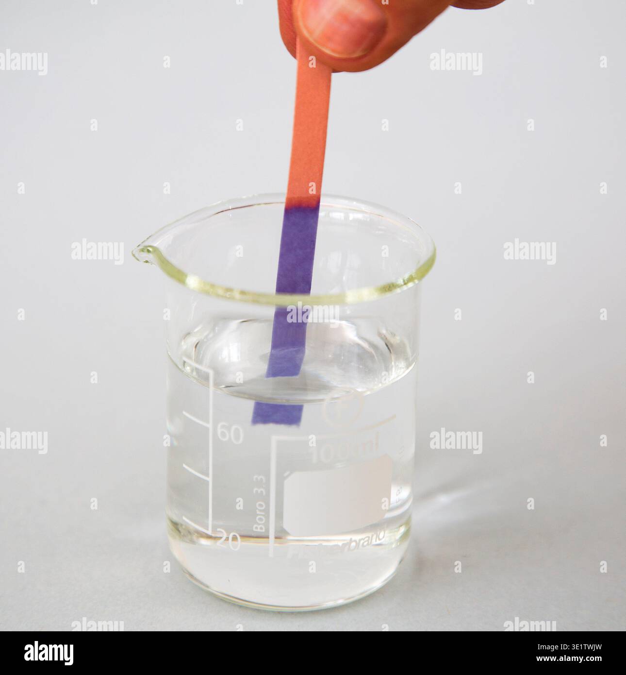Un becher con test al tornasole che misura l'acidità del liquido. Reazione: Il cambiamento di colore della carta in blu/viola indica una soluzione di base. Foto Stock