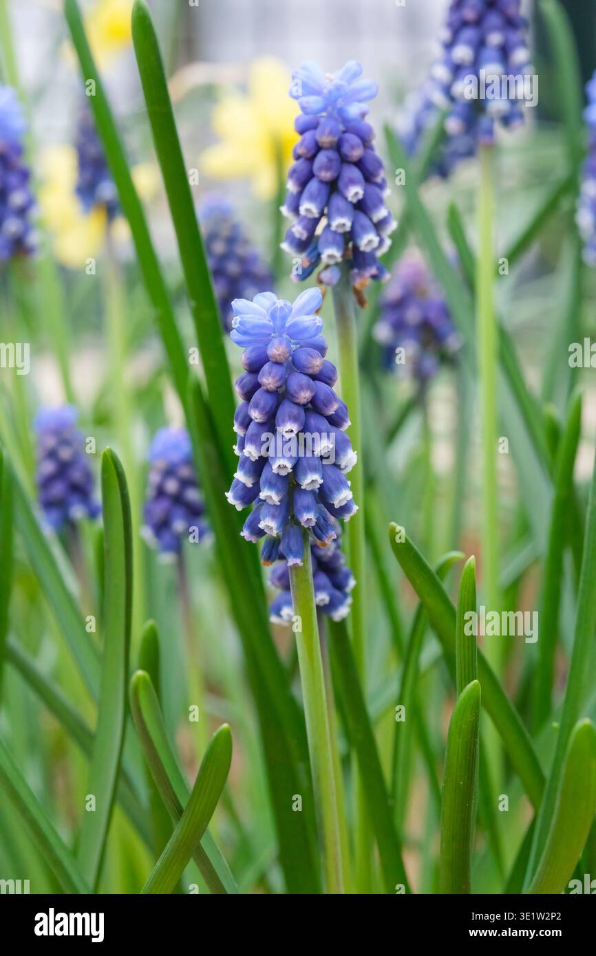 Occhi notturni di Muscari, Giacinto d'uva occhi notturni, ammassi di fiori blu-viola con punte bianche Foto Stock