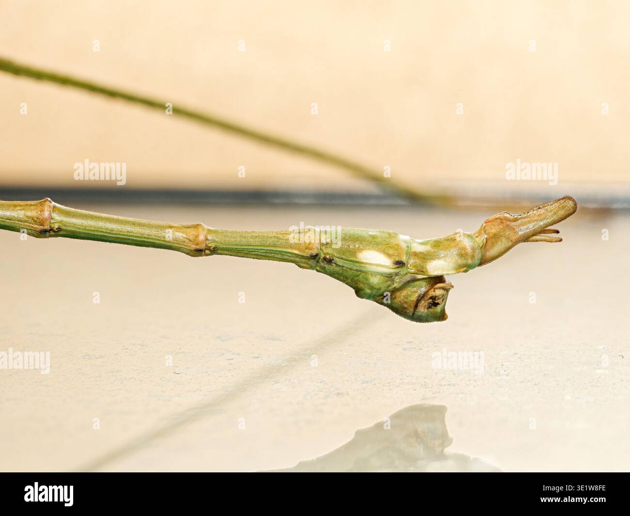 Macro di insetto bastone (Tirachoidea bicipite java), che mostra un corpo verde snello e un ramoscello mimetico, appollaiato sullo stelo della pianta in un ambiente minimale. Foto Stock
