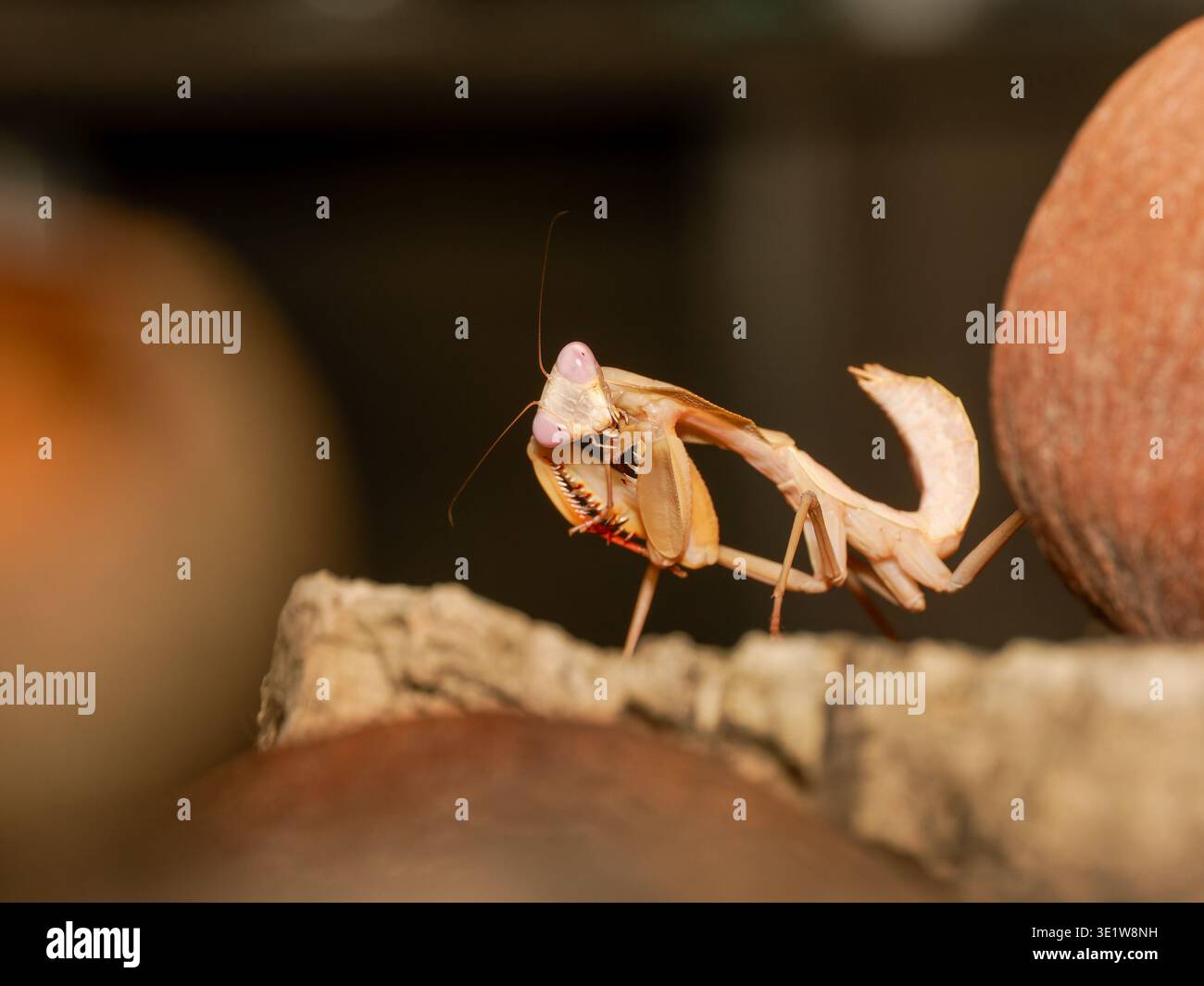 Macro di mantide di preghiera (Mantodea) arroccato sulla corteccia, mostrando gambe raptoriali e postura delicata in vista laterale. Foto Stock