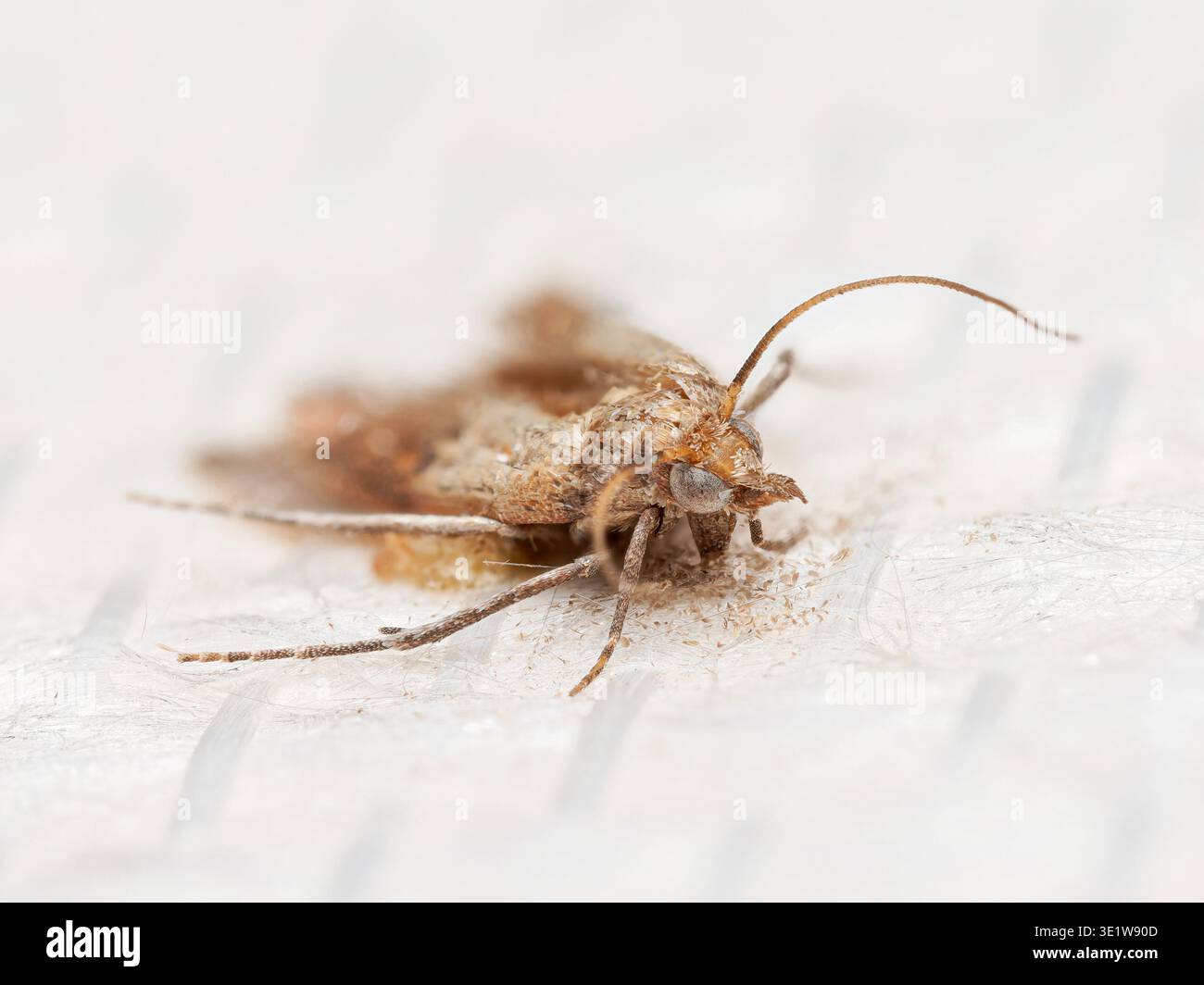 Macro della falena indiana (Plodia interpunctella), una specie comune di parassiti della dispensa presente nei prodotti alimentari conservati. Foto Stock