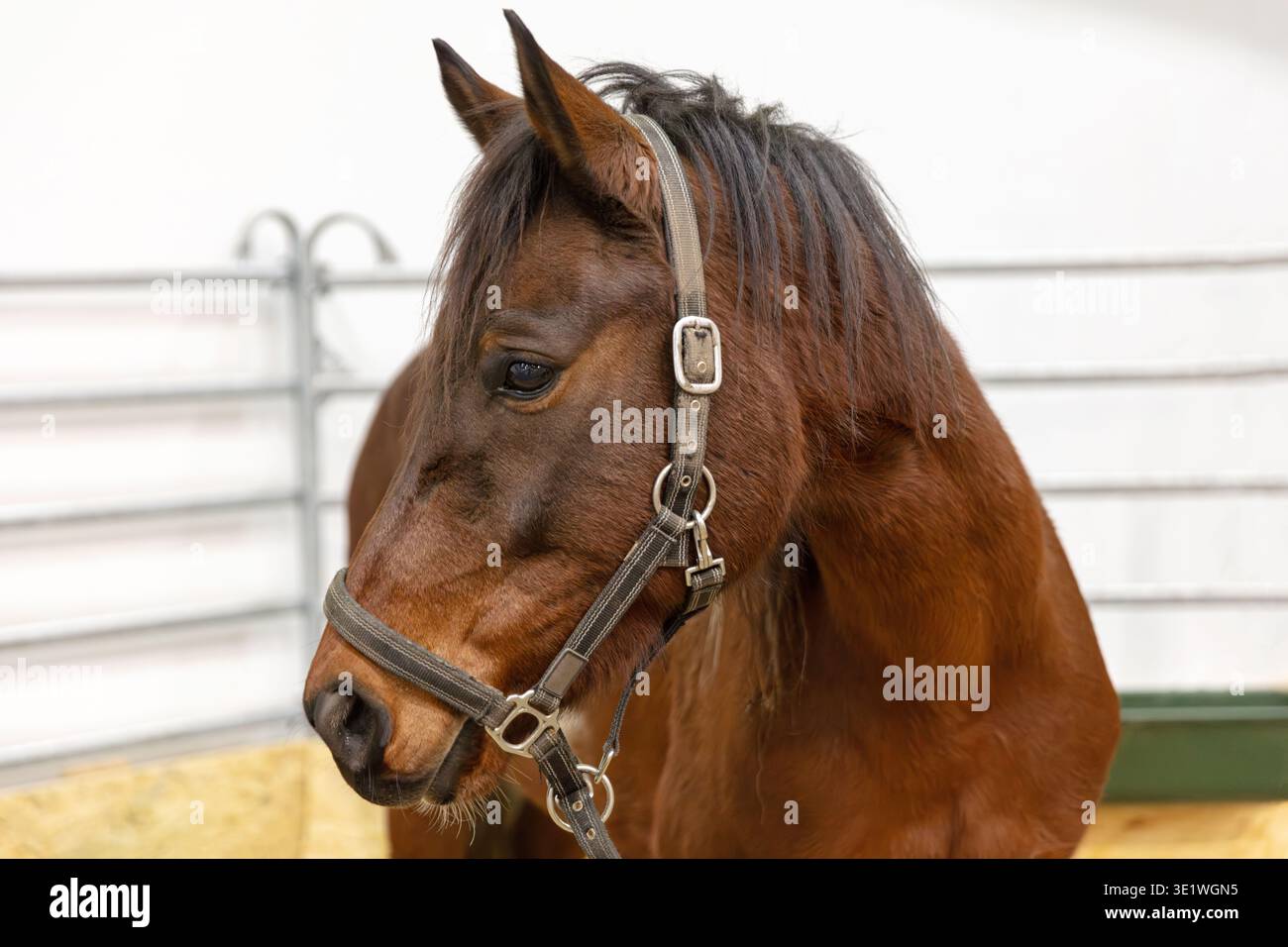 Un ritratto ravvicinato mostra un cavallo marrone con un halter in un ambiente interno. L'immagine si concentra sull'occhio della testa del cavallo e su parte del suo corpo equestre Foto Stock